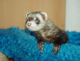 Pamina