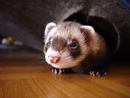 Pamina