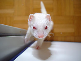 Piuma