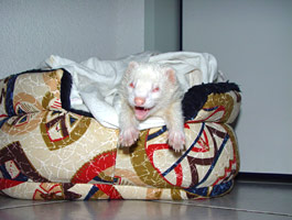 Piuma